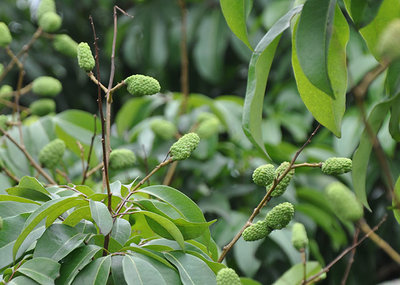 昆明荔枝市場批發(fā),優(yōu)質(zhì)荔枝廠家批發(fā)-湛江市杰升貿(mào)易提供昆明荔枝市場批發(fā),優(yōu)質(zhì)荔枝廠家批發(fā)的相關(guān)介紹、產(chǎn)品、服務(wù)、圖片、價(jià)格湛江市杰升貿(mào)易、銷售(含網(wǎng)上銷售):食品、水果、農(nóng)產(chǎn)品、日用品、花卉;貨物、